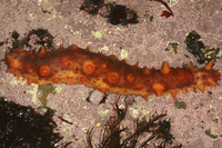 : Parastichopus californicus; California Sea Cucumber