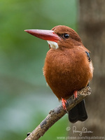 White-throated Kingfisher Halcyon smyrnensis