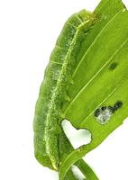 Mamestra brassicae - Cabbage Moth
