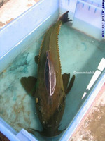 Oxydoras niger, Ripsaw catfish: fisheries, aquarium