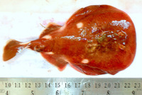 Narke dipterygia, Spottail sleeper ray: fisheries