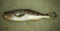 Nebris occidentalis, Pacific smalleye croaker: fisheries