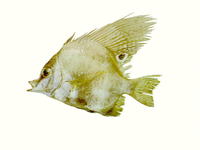 Parazanclistius hutchinsi, Short boarfish:
