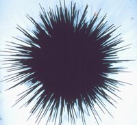 Echinothrix diadema - Diadema Urchin