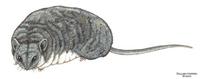 Image of: Selevinia betpakdalaensis (desert dormouse)