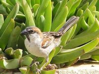 Passer iagoensis - Iago Sparrow