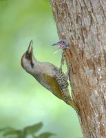 Japanese Green Woodpecker (Picus awokera) photo