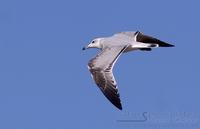 middelhavsm�ke / audouin`s gull (Larus audouinii)