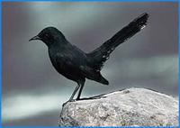 Black Bush Robin- Cercotrihas podobe