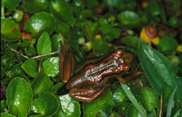 : Hylorina sylvatica; Emerald Forest Frog