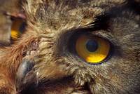 : Bubo bubo; Eagle Owl