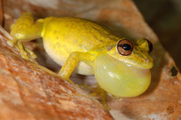 : Scinax elaeochrous; Olive Tree Frog