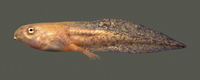 : Smilisca fodiens; Northern Burrowing Treefrog