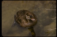 : Oxyura jamaicensis; Ruddy Duck