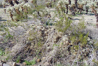 : Neotoma lepida (nest); Desert Woodrat (nest);