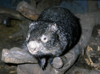 : Vombatus ursinus; Wombat
