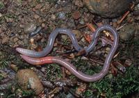 : Arctiostrotus vancouverensis; Earthworm