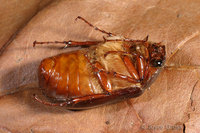 : Phyllophaga sp.; June Bug, May Beetle