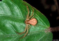 : Xysticus elegans; Elegant Crab Spider