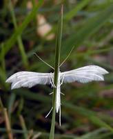 Pterophorus pentadactyla - White Plume Moth