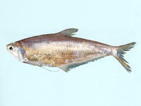 Setipinna tenuifilis, Common hairfin anchovy: fisheries