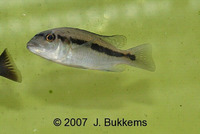 Taeniochromis holotaenia, : fisheries, aquarium
