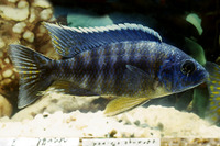 Aulonocara maylandi maylandi, Sulfurhead Aulonocara: aquarium