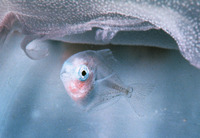 Icichthys lockingtoni, Medusafish: