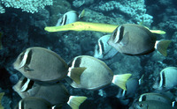 Acanthurus leucopareius, Whitebar surgeonfish: fisheries, aquarium