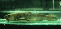 Diplomystes camposensis, : fisheries, gamefish