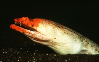 Brachysomophis crocodilinus, Crocodile snake eel: