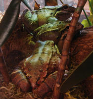 Image of: Leptodactylus fallax