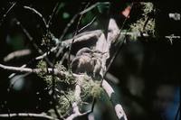 Sitta pygmaea - Pygmy Nuthatch