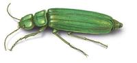 Image of: Lytta vesicatoria (lytta spanishfly)