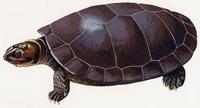 Image of: Podocnemis expansa (South American river turtle)