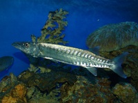 Sphyraena barracuda - Great barracuda