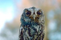 Flammulated Owl - Otus flammeolus