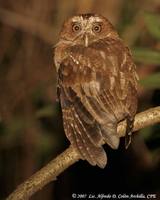 Puerto Rican Screech-Owl - Megascops nudipes