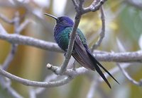 Swallow-tailed Hummingbird - Eupetomena macrourus