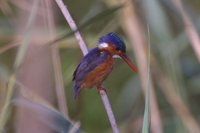 Malachite Kingfisher - Alcedo cristata
