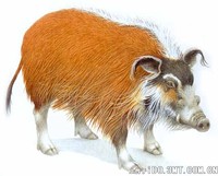 还有几种猪科动物： - 红河猪 Potamochoerus porcus