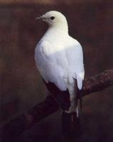 Pied Imperial Pigeon Ducula bicolor