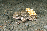 : Alytes obstetricans obstetricans; Midwife Toad