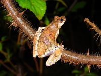 : Dendropsophus soaresi