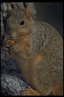 : Sciurus niger; Fox Squirrel
