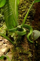 : Bothriechis marchi; Honduran Emerald Tree Viper
