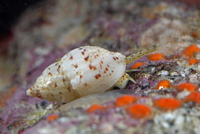 : Amphissa versicolor; Variegate Amphissa