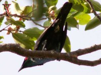Philippine Glossy Starling(Aplonis panayensis)
