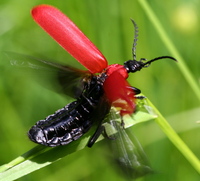 Pyrochroa coccinea - Cardinal Beetle