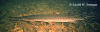 Lepisosteus osseus, Longnose gar: fisheries, gamefish, aquarium